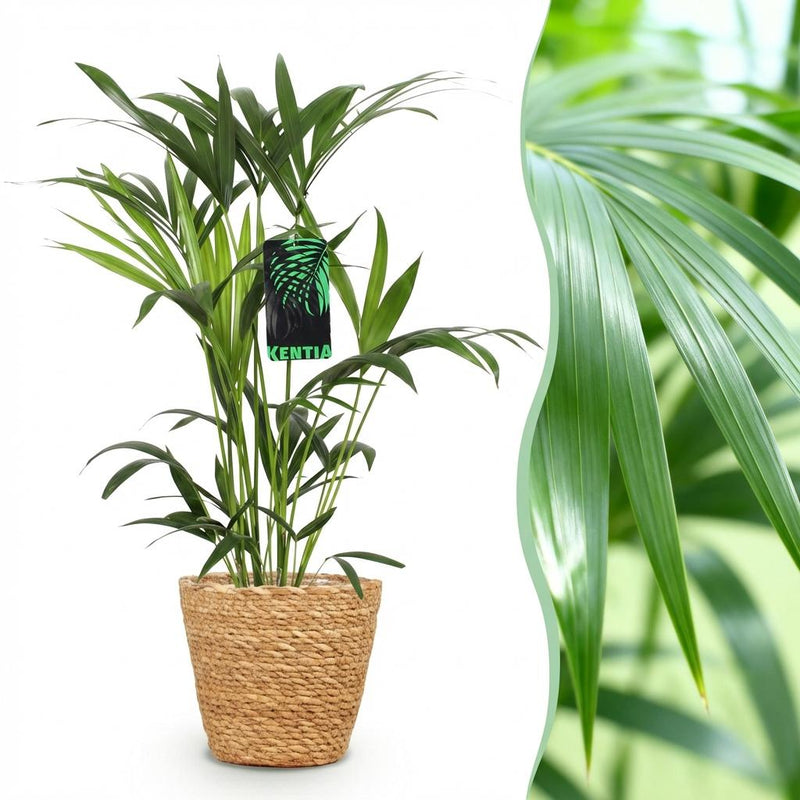 Kentia Palme (Howea Forsteriana) - Pflegeleicht & Luftreinigend, 80-85cm