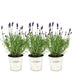 3x Lavender 'Felice' in decorative pot 'Old Look' (13cm) Bild 1