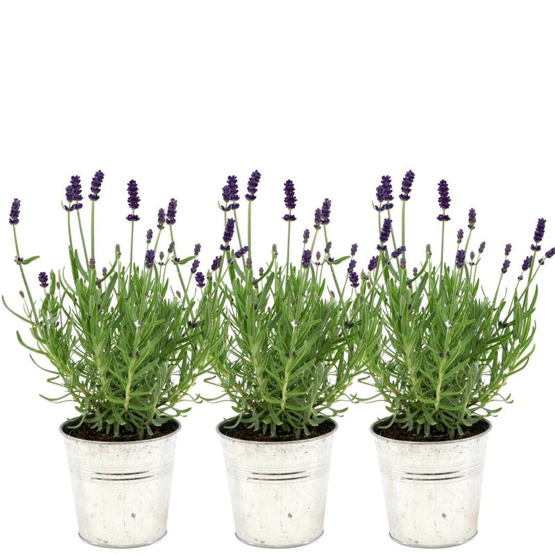 3x Lavender 'Felice' in decorative pot 'Old Look' (13cm)