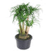 Beaucarnea verzweigt - 110 cm - Ø41 cm Bild 1