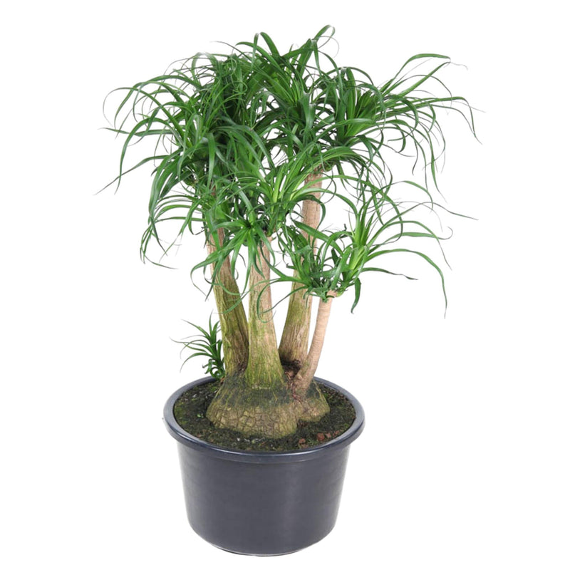 Beaucarnea verzweigt - 110 cm - Ø41 cm