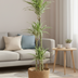 Dracaena Deremensis White Stripe Korb Ø24cm, 130-150cm Bild 6