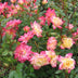 Green boutiQ Rosa Tricolor Fairy Rose, winterhart, Gelb-Rosa Bild 5
