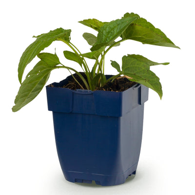 Green boutiQ - Perennial - Rudbeckia fulg. Goldsturm - Yellow Coneflower - Bee and Butterfly Attractor - Yellow - 1 Plant - Pot 11cm - Height 15-25cm