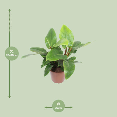 Philodendron Imperial Green: Große Zimmerpflanze Ø27cm, 80cm hoch