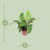 Philodendron Imperial Green: Große Zimmerpflanze Ø27cm, 80cm hoch Bild 2