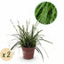 GreenboutiQ Ziergras Carex 'Intense Green', 2 Pflanzen im 17cm Topf Bild 1