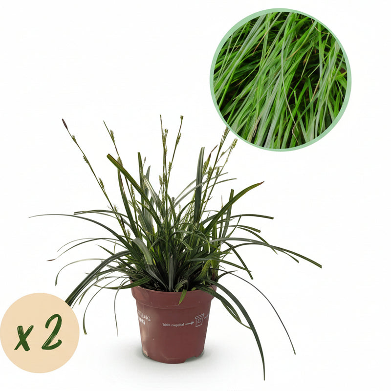 GreenboutiQ Ziergras Carex 'Intense Green', 2 Pflanzen im 17cm Topf
