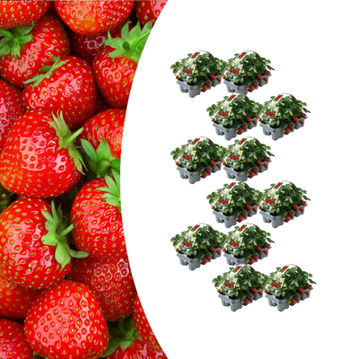 Bio Erdbeerpflanzen, 6er-Pack (Fragaria) für süße Früchte