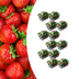 Organic Strawberry Plants, 6-pack (Fragaria) for Sweet Fruits Bild 1