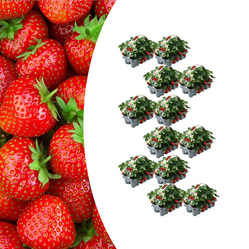 Organic Strawberry Plants, 6-pack (Fragaria) for Sweet Fruits