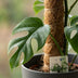 Mini Windowleaf Monstera Minima on a moss pole, 90cm, 19cm pot Bild 4