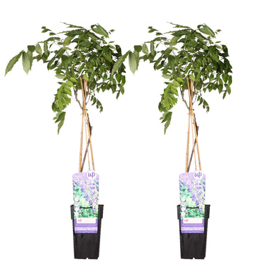 2x Blauregen 'Prolific' Wisteria sinensis, 65cm hoch, Topf Ø15