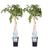 2x Blauregen 'Prolific' Wisteria sinensis, 65cm hoch, Topf Ø15 Bild 1