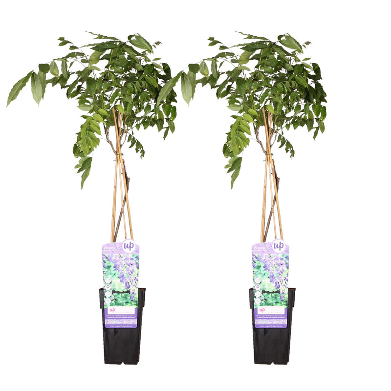 2x Blauregen 'Prolific' Wisteria sinensis, 65cm hoch, Topf Ø15