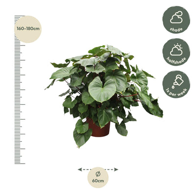 Homalomena Rubescens Maggy - 170 cm - Großer Blattgrün-Star für Ihr Zuhause
