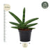 Sansevieria Skyline, 25 cm Topf, pflegeleichte Zimmerpflanze Bild 2