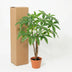 Künstliche Pachira Aquatica, Glückskastanie, 86 cm – Pflegeleicht & Tropisch Bild 6
