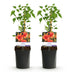 GreenboutiQ Trumpet Vine 'Madame Galen' - Orange Flower, 2 plants Bild 2