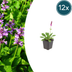 12x Stachys mon. 'Hummelo' Perennial, 10-25cm, Ø9cm Bild 1