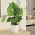 Calathea Orbifolia Ø17cm - ↕60cm - Silver Leaf Patterns Bild 3
