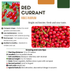 3 x Bio-Stachelbeerpflanzen – Ø 13 cm – ↨ 20 cm Bild 3