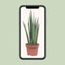 Sansevieria Mikado (Bogenhanf) Ø12cm - 40cm: Elegante & luftreinigende Zimmerpflanze Bild 5