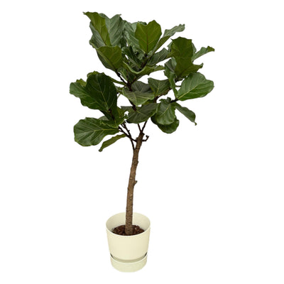 Ficus Lyrata Geigenfeige Stamm mit Topf 160cm Ø30cm