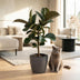 Green boutiQ Gummibaum Ficus Elastica Cloe - Grün, Topf 19cm, H 65cm Bild 5