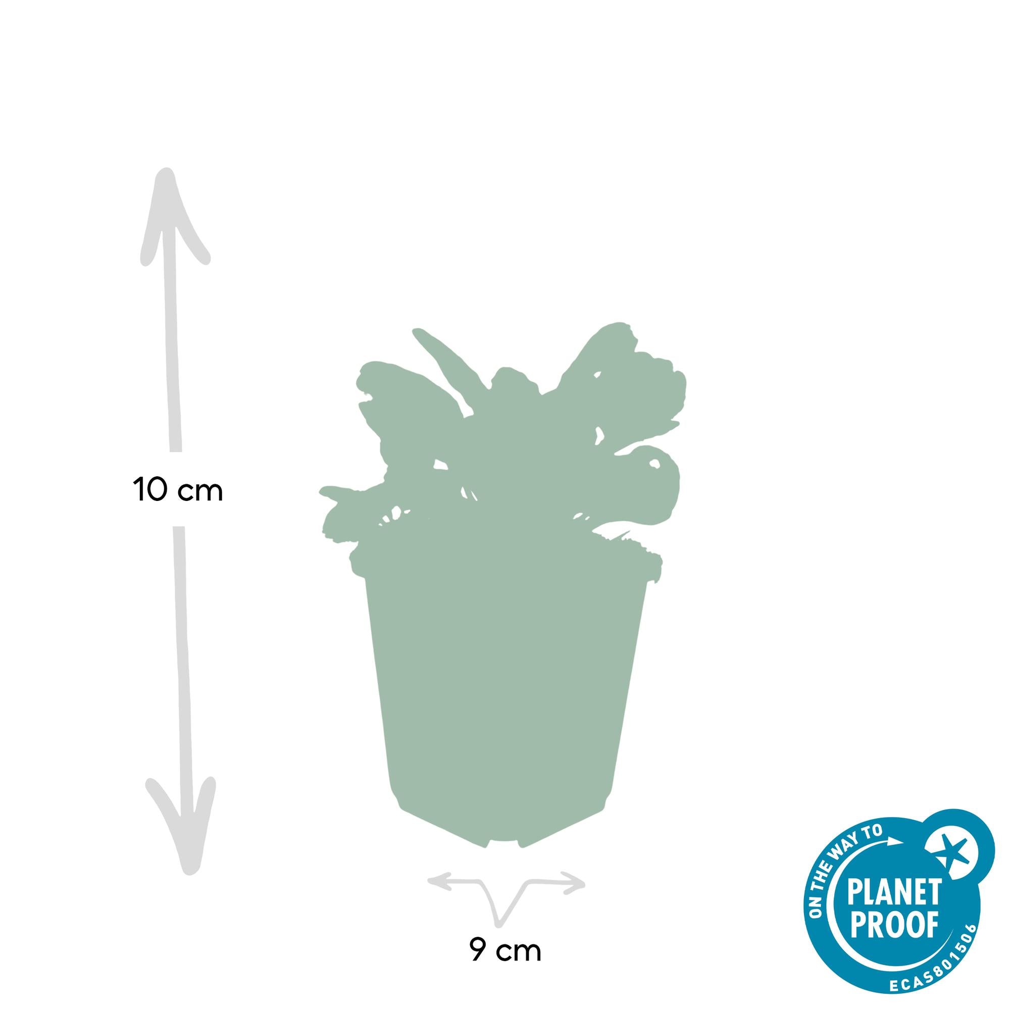 12x Ajuga reptans 'Burgundy Glow' Bodendecker - 10-25cm hoch