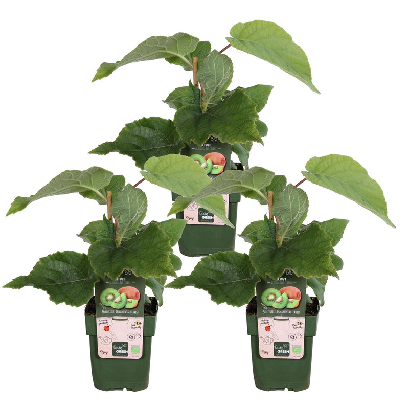 3x Kiwi 'Jenny' (self-fertile), approx. 45cm, Ø13cm pot