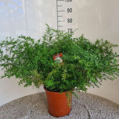 Zierfarn Asparagus Densiflorus Cwebe Ø27cm H65cm