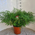 Zierfarn Asparagus Densiflorus Cwebe Ø27cm H65cm Bild 2