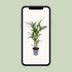 Kentia-Palme (Howea forsteriana) - Ø17cm - ↕75cm Bild 5