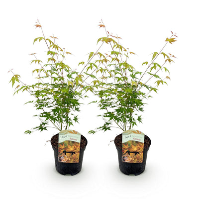 GreenboutiQ Japanischer Ahorn Katsura (2er-Set), Orange, 70cm, Topf 19cm