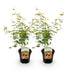 GreenboutiQ Japanischer Ahorn Katsura (2er-Set), Orange, 70cm, Topf 19cm Bild 2