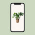 Monstera in basket - Swiss cheese plant Ø21cm, ↕60cm Bild 5