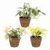 3x Epipremnum Tricolour Set: Gelb, Grün & Creme | 20-25cm Bild 2