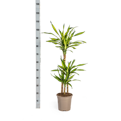 Dracaena Deremensis Rikki, Topf Ø21cm, Höhe 90-110cm