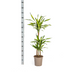 Dracaena Deremensis Rikki, Topf Ø21cm, Höhe 90-110cm Bild 2
