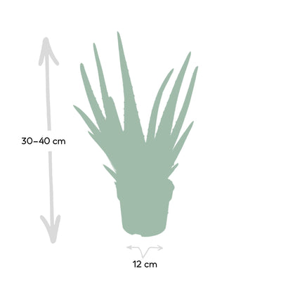 Aloe Vera Zimmerpflanze 40 cm - Pflegeleicht & Dekorativ