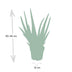 Aloe Vera Zimmerpflanze 40 cm - Pflegeleicht & Dekorativ Bild 4