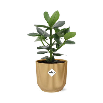 Clusia Princess mit gelbem ELHO Topf, 14cm