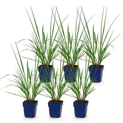 Green boutiQ - Gräser - Pennisetum alop. Black Beauty - Lampenputzergras - Mit Blüte - Grün - 6 Pflanzen - Topf 11cm - Höhe 15-25cm