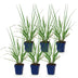 Green boutiQ - Gräser - Pennisetum alop. Black Beauty - Lampenputzergras - Mit Blüte - Grün - 6 Pflanzen - Topf 11cm - Höhe 15-25cm Bild 2