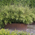 Fargesia nitida Black Dragon Bamboo - 2 Plants - Non-invasive Bild 5