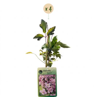 Winterjasmin 'Mayleen' - Blühender Schmuck für Ihren Garten (Ø9cm)