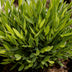 Green boutiQ - Indoor Plant - Bamusa Pogonatherum Monica - Bamboo Grass - Pet Friendly - Green - 4 Plants - Pot 12cm - Height 30-35cm Bild 4