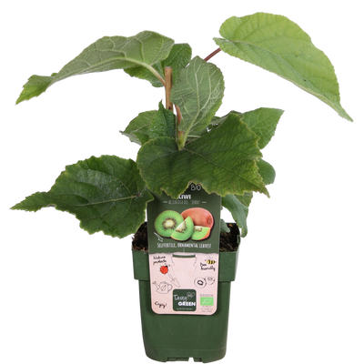 Bio Kiwi 'Jenny' - Selbstbefruchtend, Ø13cm, ↕45cm