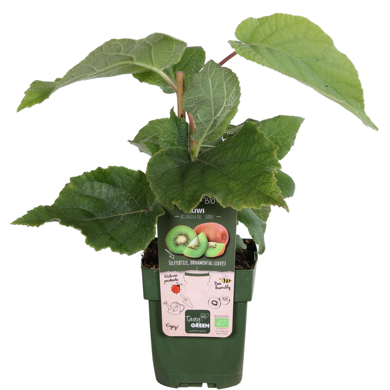 Bio Kiwi 'Jenny' - Selbstbefruchtend, Ø13cm, ↕45cm